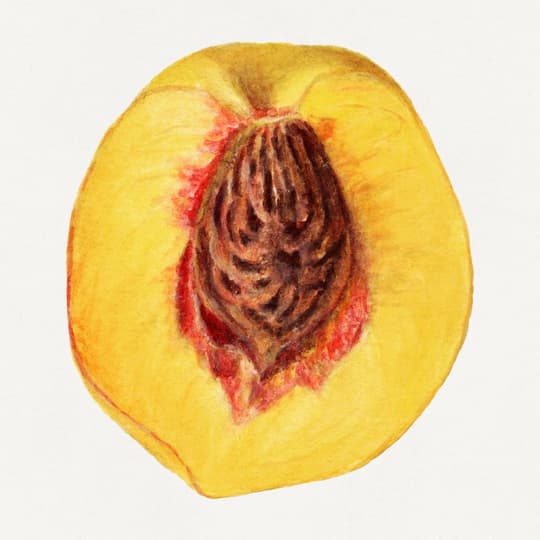 Peach Cross-Section