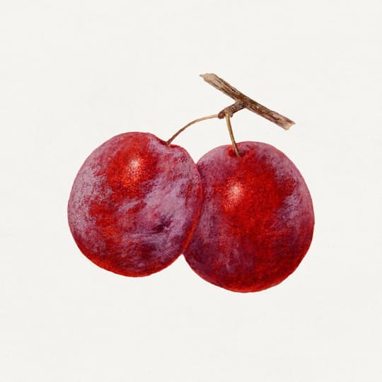 Red Cherries