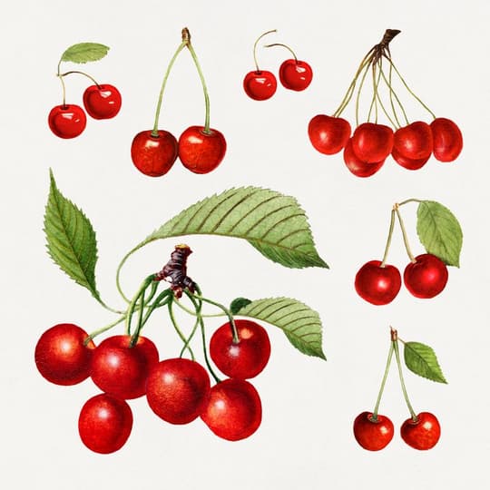 Cherry Botanical Study