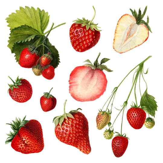 Strawberry Study