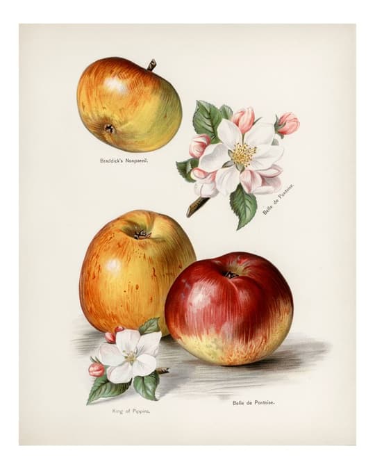 Vintage Apple & Blossom Study