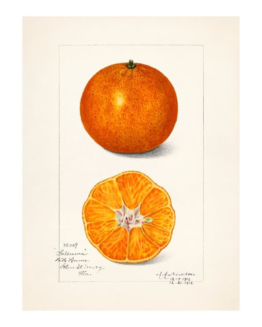Vintage Orange Study