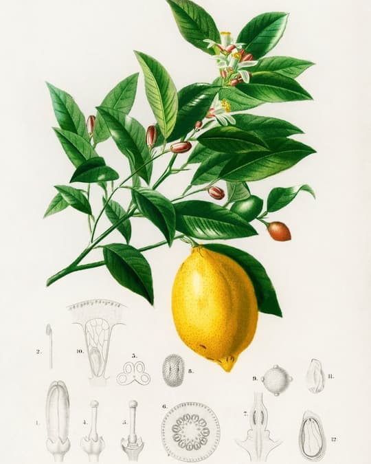 Lemon Plant with Botanical Details