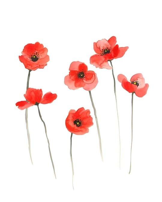 Red Poppies