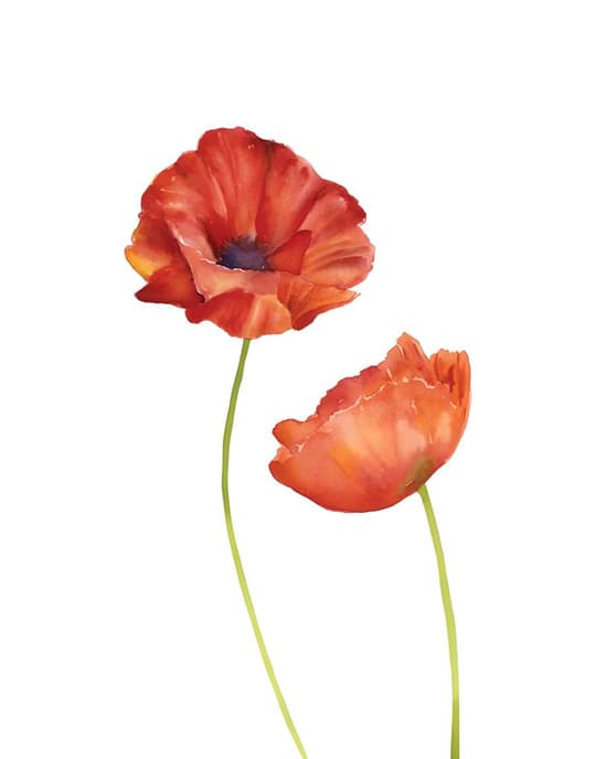 Red Poppies