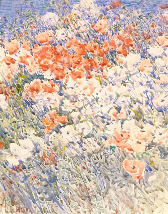 Poppies and Wildflowers Field