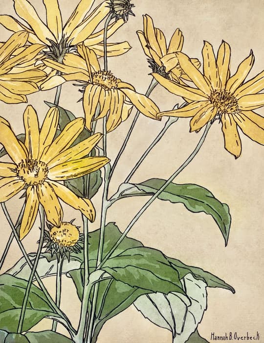 Yellow Daisies