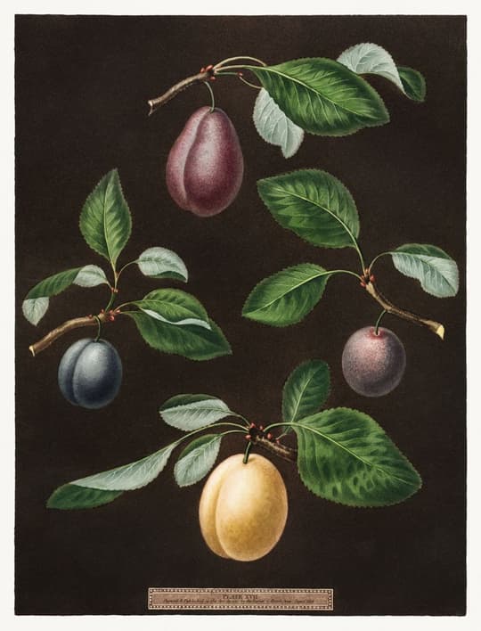 Study of Stone Fruits