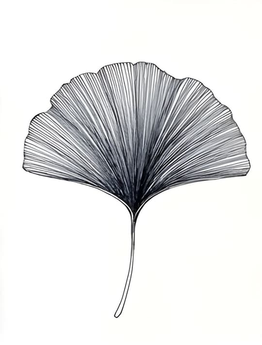 Ginkgo Leaf Study