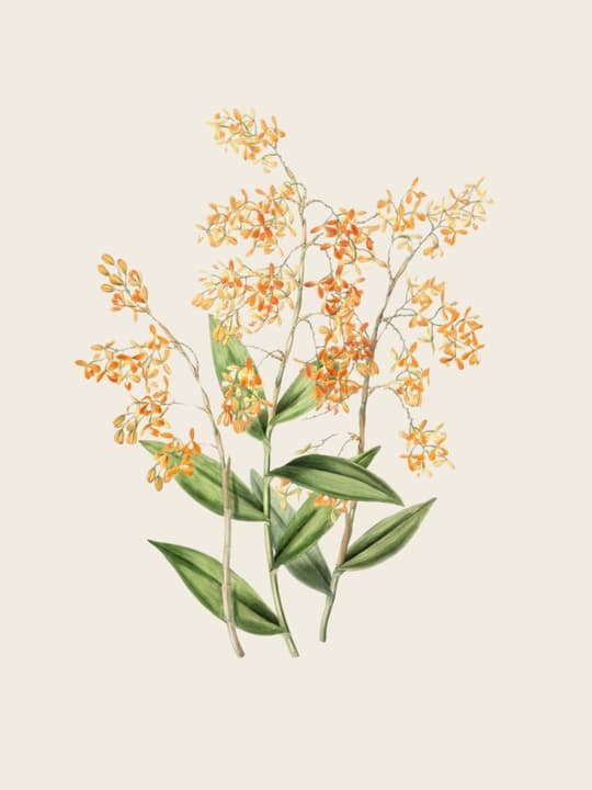 Golden Orchid Branch