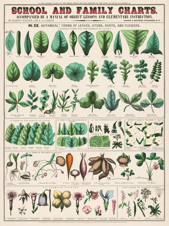 School and Family Charts: Botanical Forms