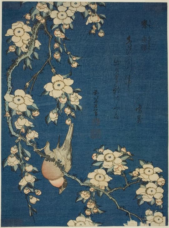 Bird Among White Blossoms