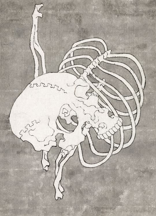 Anatomical Octopus