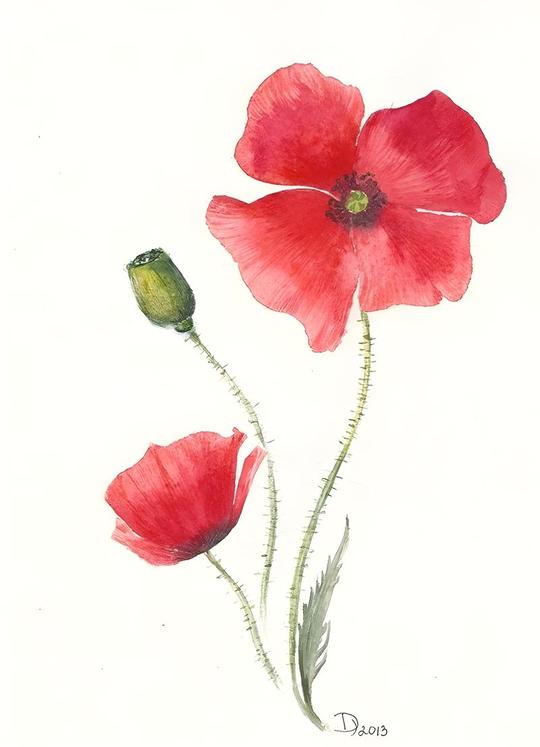 Red Poppies