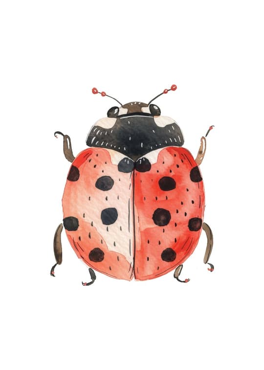 Red Ladybug