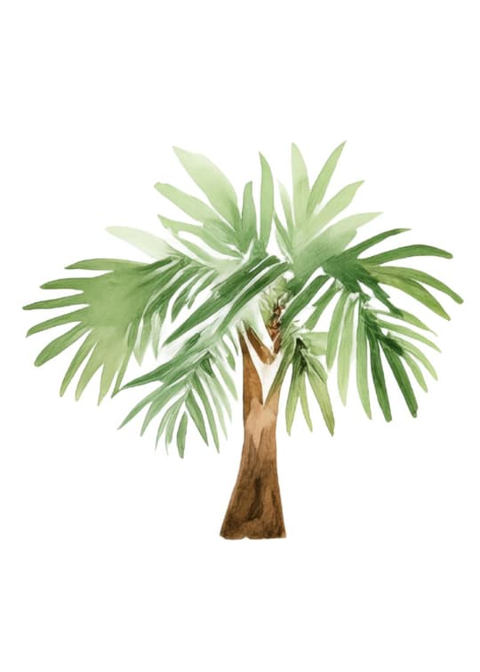 Palm Tree