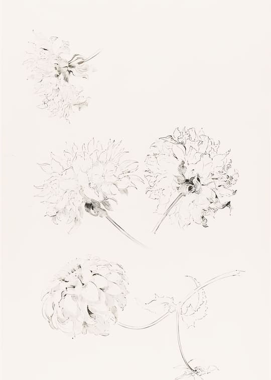 Delicate Peony Studies