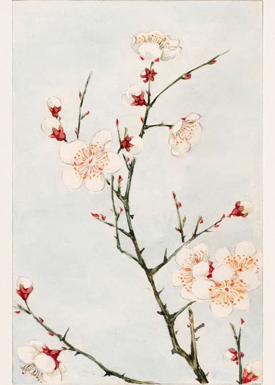 Cherry Blossom Branch