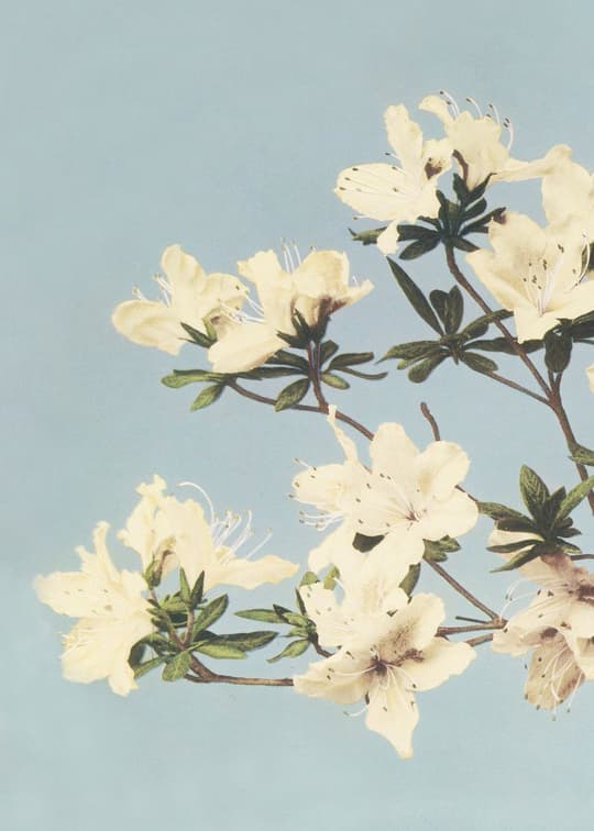 White Azalea Blossoms