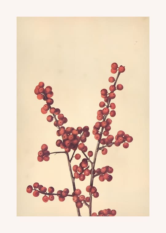 Red Berries on Branch
