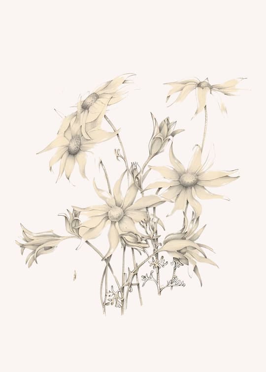 Wilting Daisies Study