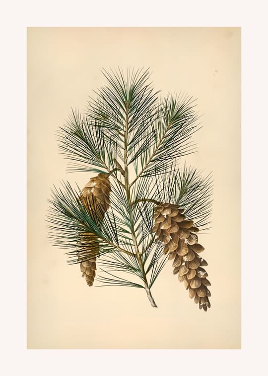 Pine Cone Study