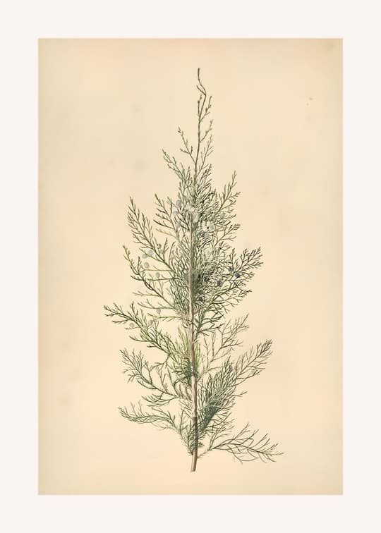 Delicate Feathered Plant Study