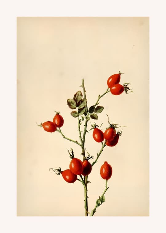 Tomato Plant Study