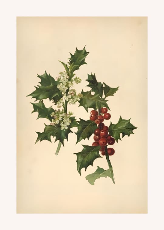 Holly Branch with Berries