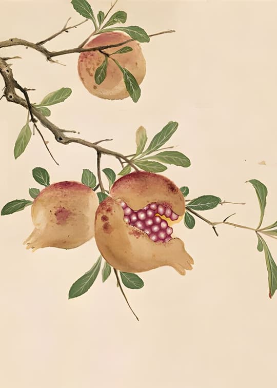 Pomegranate Study