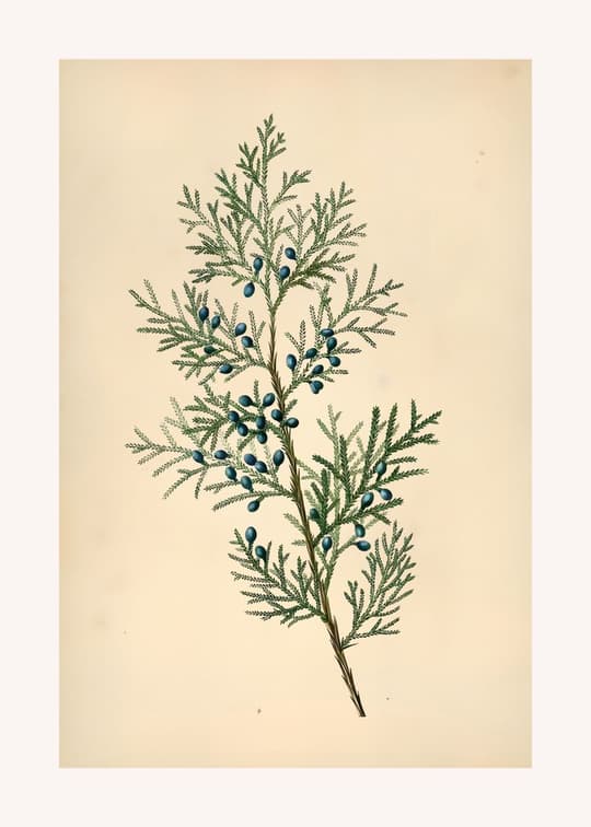 Olive Branch with Berries