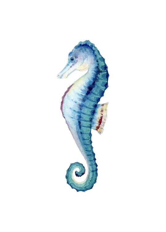 Seahorse Portrait