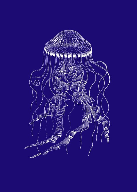 Jellyfish Study