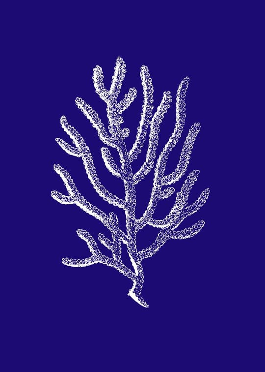 Deep Sea Coral