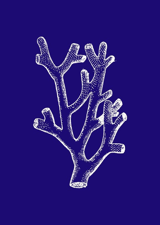 Coral Branch Study