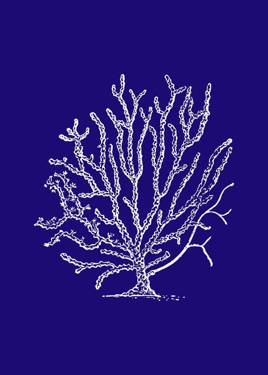 Coral Tree on Royal Blue