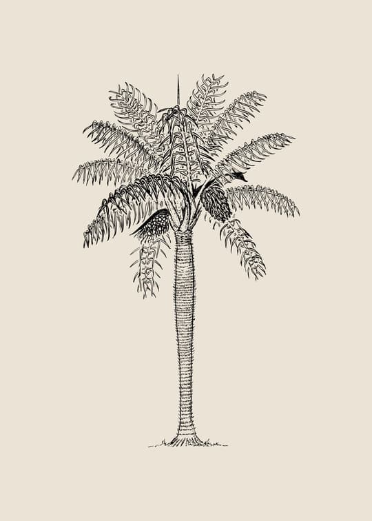 Palm Tree Study