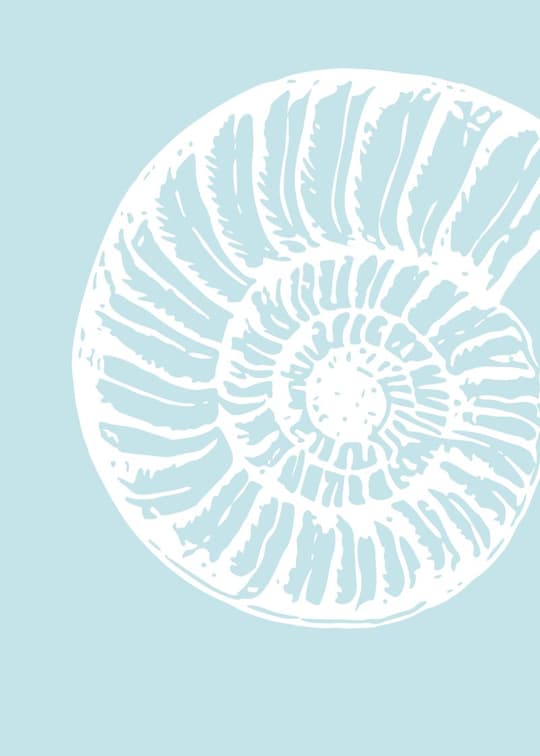 Spiral Shell Study
