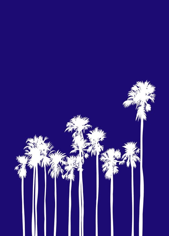 Midnight Palms