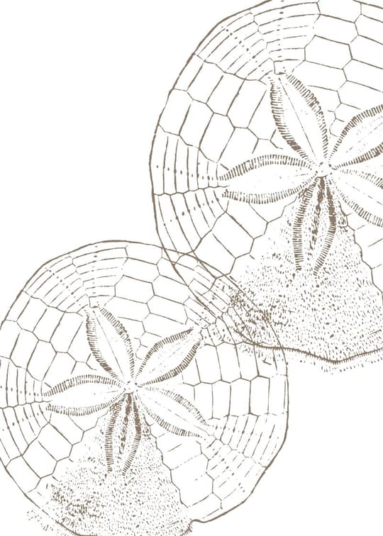 Turtle Shell Detail Study