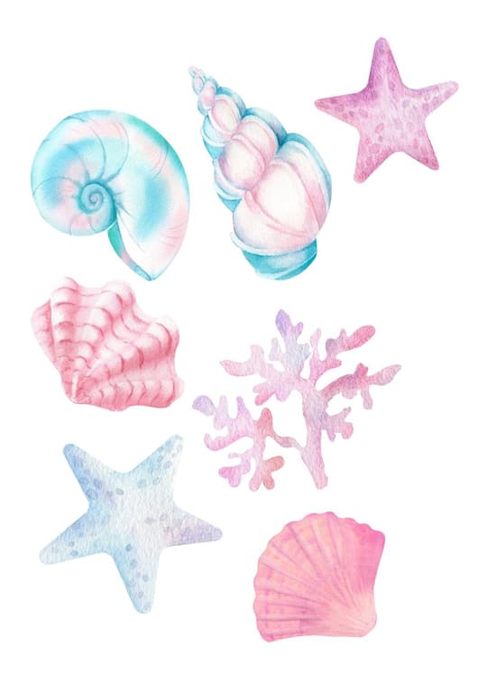 Coastal Seashells & Starfish