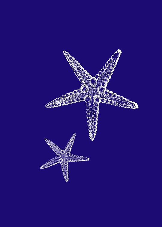 Starfish Study