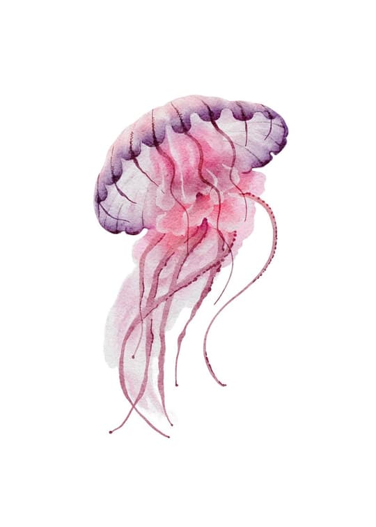 Delicate Jellyfish