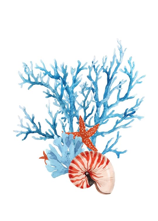 Coral & Starfish