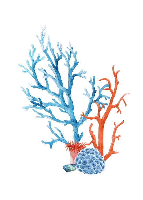 Coral Garden