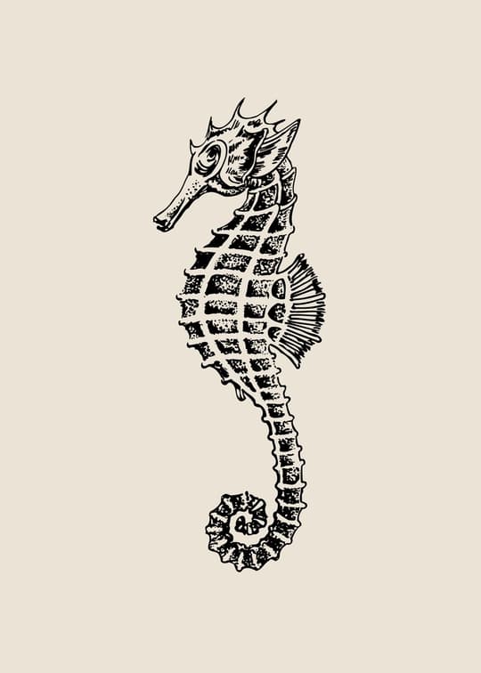 Seahorse Illustration
