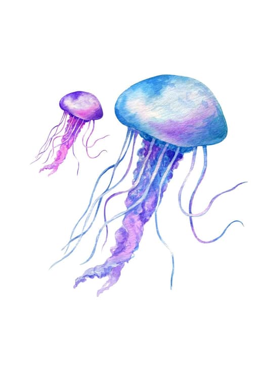 Jellyfish Duo