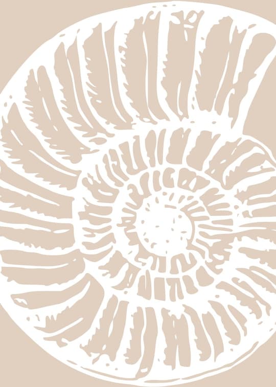 Nautilus Shell Study