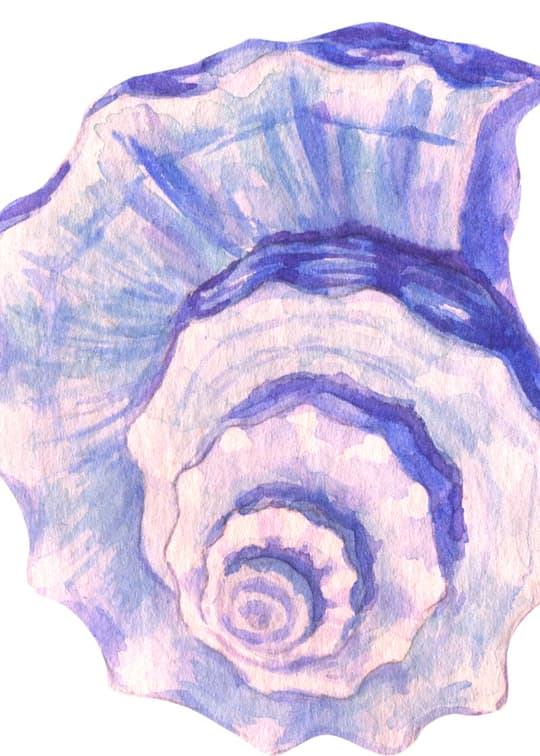 Seashell Study in Blue