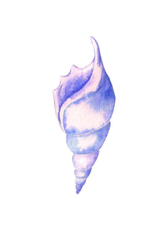 Purple Shell Study